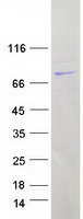 protq9h9a6 lrrc40 human recombinant protein