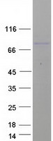 protq9h9a7 blap75 rmi1 human recombinant protein