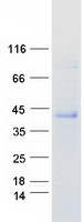protq9h9p2 chodl human recombinant protein