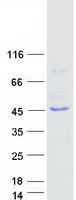 Coomassie blue staining of purified L2HGDH protein