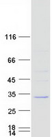 Coomassie blue staining of purified DBNDD1 protein