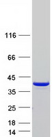 Coomassie blue staining of purified CAB39L protein