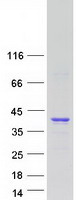 Coomassie blue staining of purified ZMAT3 protein