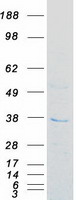 protq9ha64 fn3krp human recombinant protein