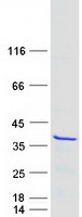 protq9haf1 c1orf149 meaf6 human recombinant protein