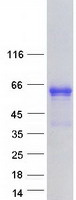 protq9hak2 ebf2 human recombinant protein