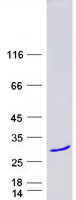 Coomassie blue staining of purified LIN7B protein