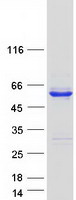 protq9has0 c17orf75 human recombinant protein