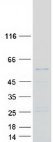 Coomassie blue staining of purified RNPEPL1 protein