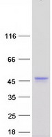 protq9hb07 c12orf10 human recombinant protein