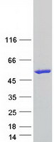 Coomassie blue staining of purified PLEKHA2 protein
