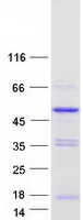 Coomassie blue staining of purified PLEKHA1 protein