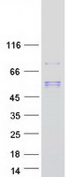 Coomassie blue staining of purified SCPEP1 protein