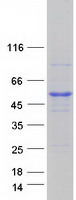 Coomassie blue staining of purified RRAGC protein