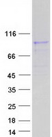 Coomassie blue staining of purified ATP6V0A4 protein