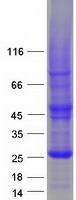 protq9hbh0 rhof human recombinant protein