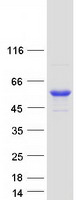Coomassie blue staining of purified CYP4F11 protein