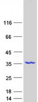 Coomassie blue staining of purified NMRAL1 protein