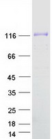 protq9hbm0 vezt human recombinant protein