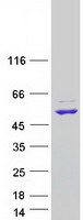 Coomassie blue staining of purified MRM3 protein