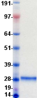 protq9hc57 wfdc1 mouse recombinant protein