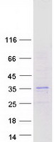 Coomassie blue staining of purified HES4 protein