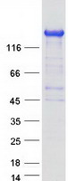 Coomassie blue staining of purified ARHGEF10L protein