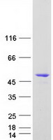 Coomassie blue staining of purified SYTL2 protein