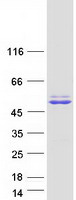 Coomassie blue staining of purified GPN1 protein