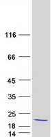 protq9hcu8 pold4 human recombinant protein