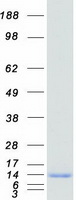 protq9hcy8 s100a14 human recombinant protein