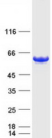 protq9hd26 pist gopc human recombinant protein