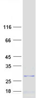 protq9hd33 mrpl47 human recombinant protein
