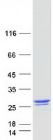 protq9hd47 mog1 rangrf human recombinant protein