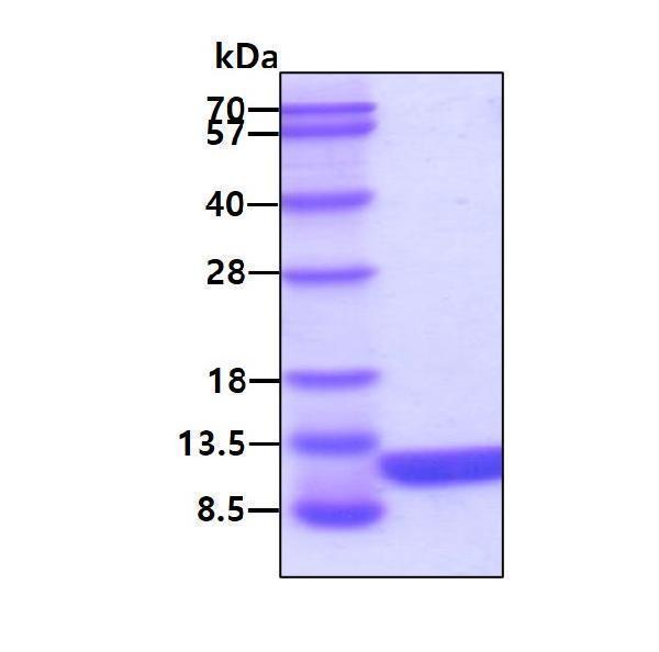 3ug by SDS-PAGE under reducing condition and visualized by coomassie blue stain