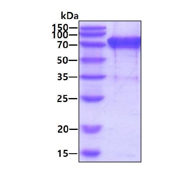 3ug by SDS-PAGE under reducing condition and visualized by coomassie blue stain