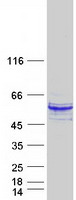 protq9np31 sh2d2a human recombinant protein