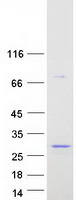 Coomassie blue staining of purified BPIFA1 protein