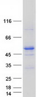 Coomassie blue staining of purified NPHS2 protein