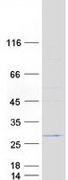 protq9npa0 c15orf24 emc7 human recombinant protein