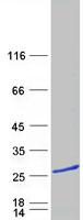 Coomassie blue staining of purified SAYSD1 protein