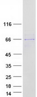 Coomassie blue staining of purified DMAP1 protein