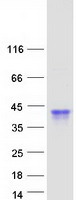 protq9nph6 obp2b human recombinant protein