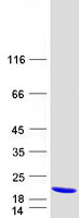 protq9npj3 them2 acot13 human recombinant protein