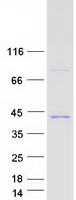 protq9npj6 med4 human recombinant protein