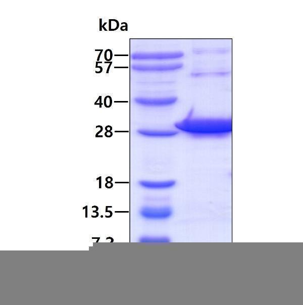 3ug by SDS-PAGE under reducing condition and visualized by coomassie blue stain