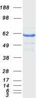 Coomassie blue staining of purified RIC8A protein