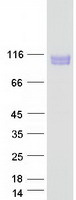 Coomassie blue staining of purified SEMA4B protein