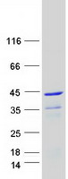 protq9nq29 luc7l human recombinant protein