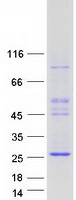 Coomassie blue staining of purified ASCL3 protein
